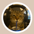 gamer cat